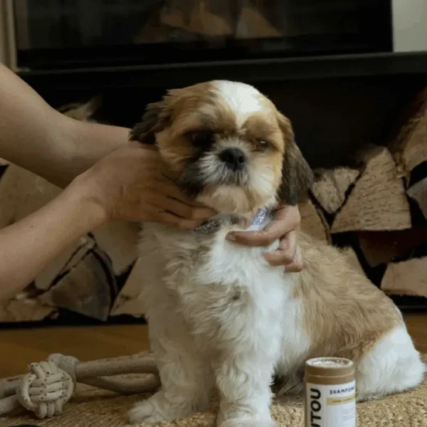 Brosse pour chien avec poignée en sangle noire, conçue en bois naturel et dotée de poils rigides pour entretenir les pelages courts. Idéale pour éliminer les poils morts et stimuler la peau.