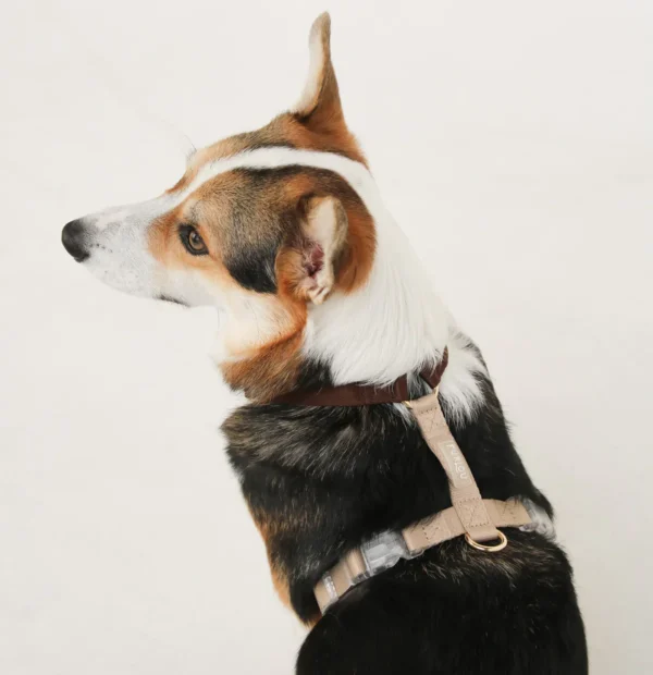 Harnais Puppaccino – Image 3