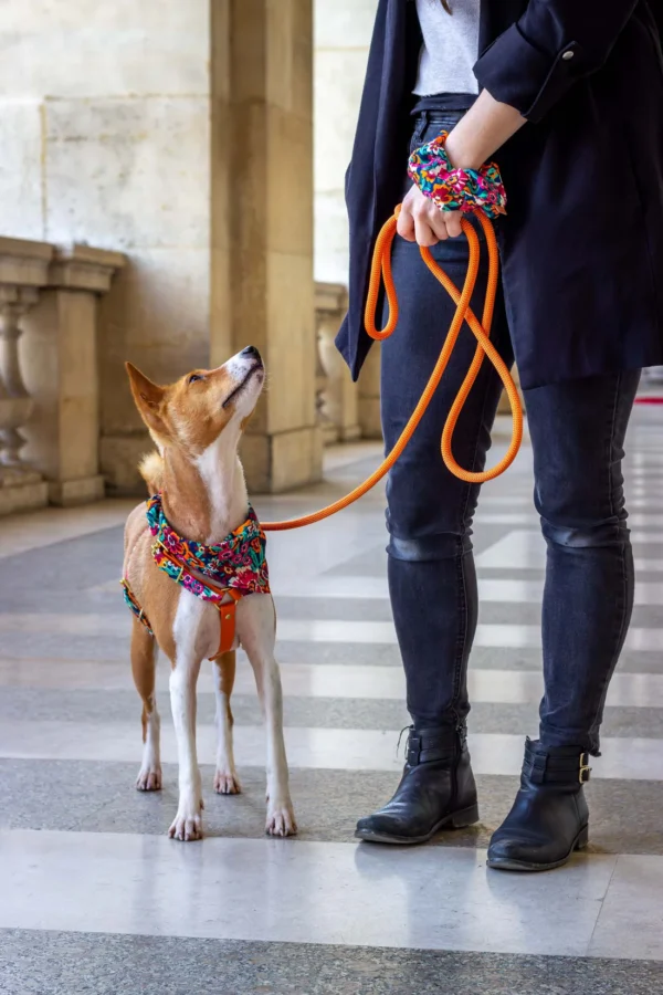 Laisse en corde Tangerine – Image 4