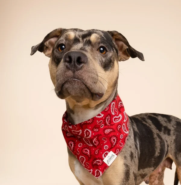 Bandana à nouer Dallas – Image 2