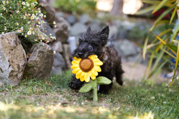 Peluche Tournesol – Image 2