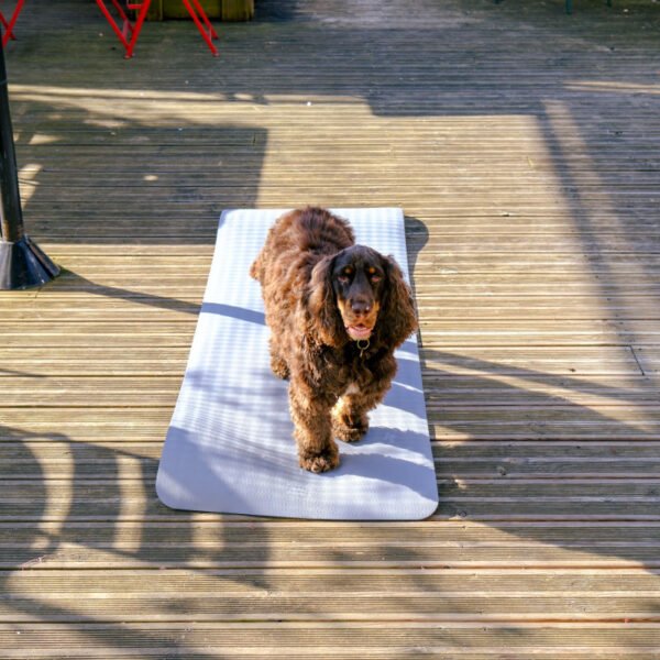 Séance Yoga avec ton chien le 11 mai 🐶🧘‍♀️ – Image 5