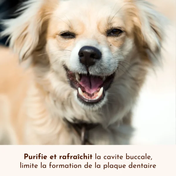 Spray buccal Souffle Polaire – Image 4