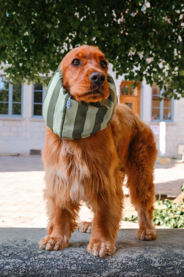 Snood en coton à rayures vertes