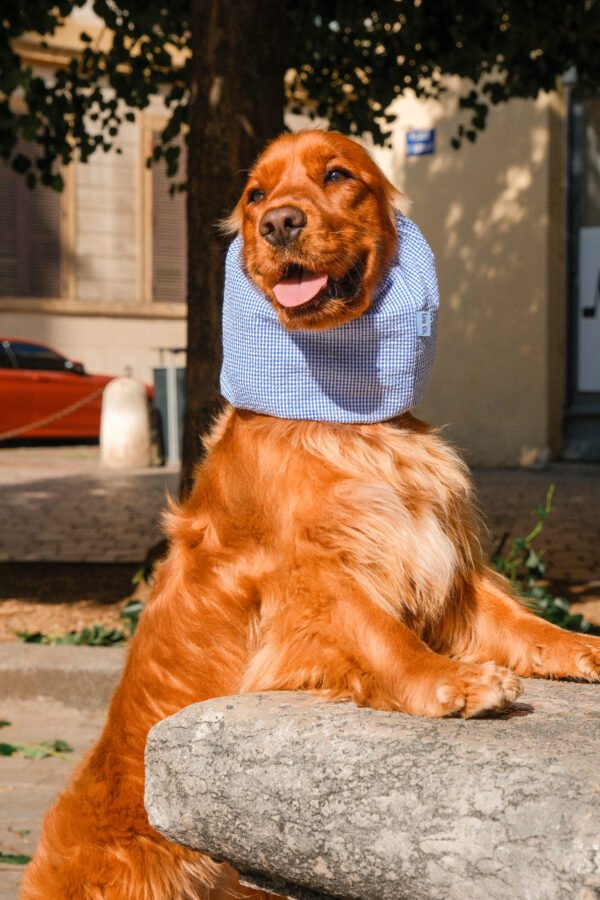 Snood en coton léger Santorin – Image 3
