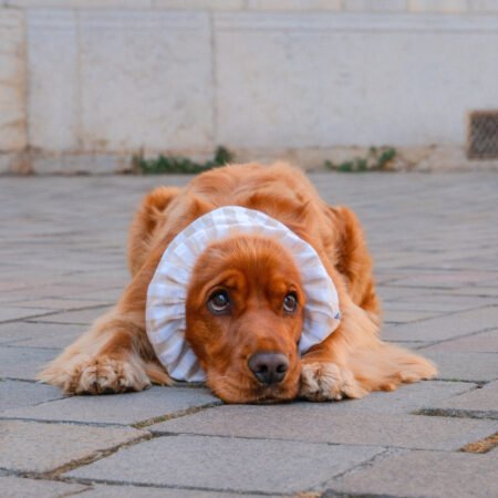 Snood en coton léger Paris
