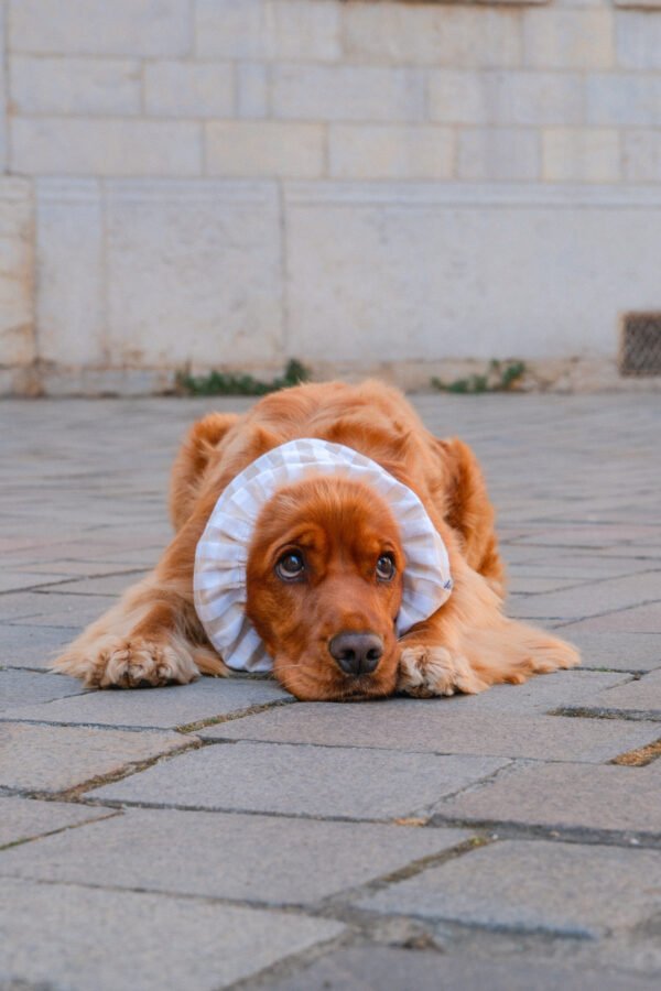 Snood en coton léger Paris