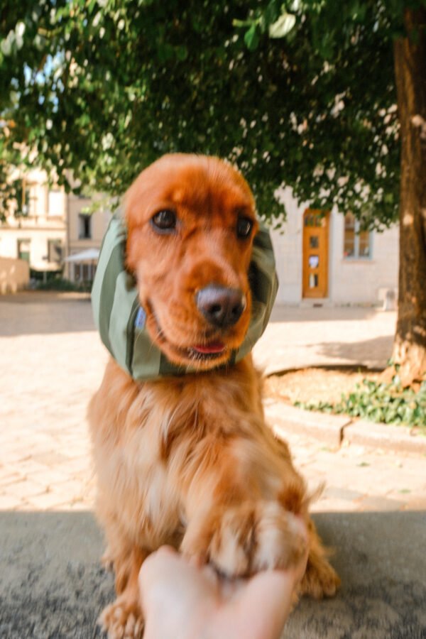 Snood en coton à rayures vertes – Image 3