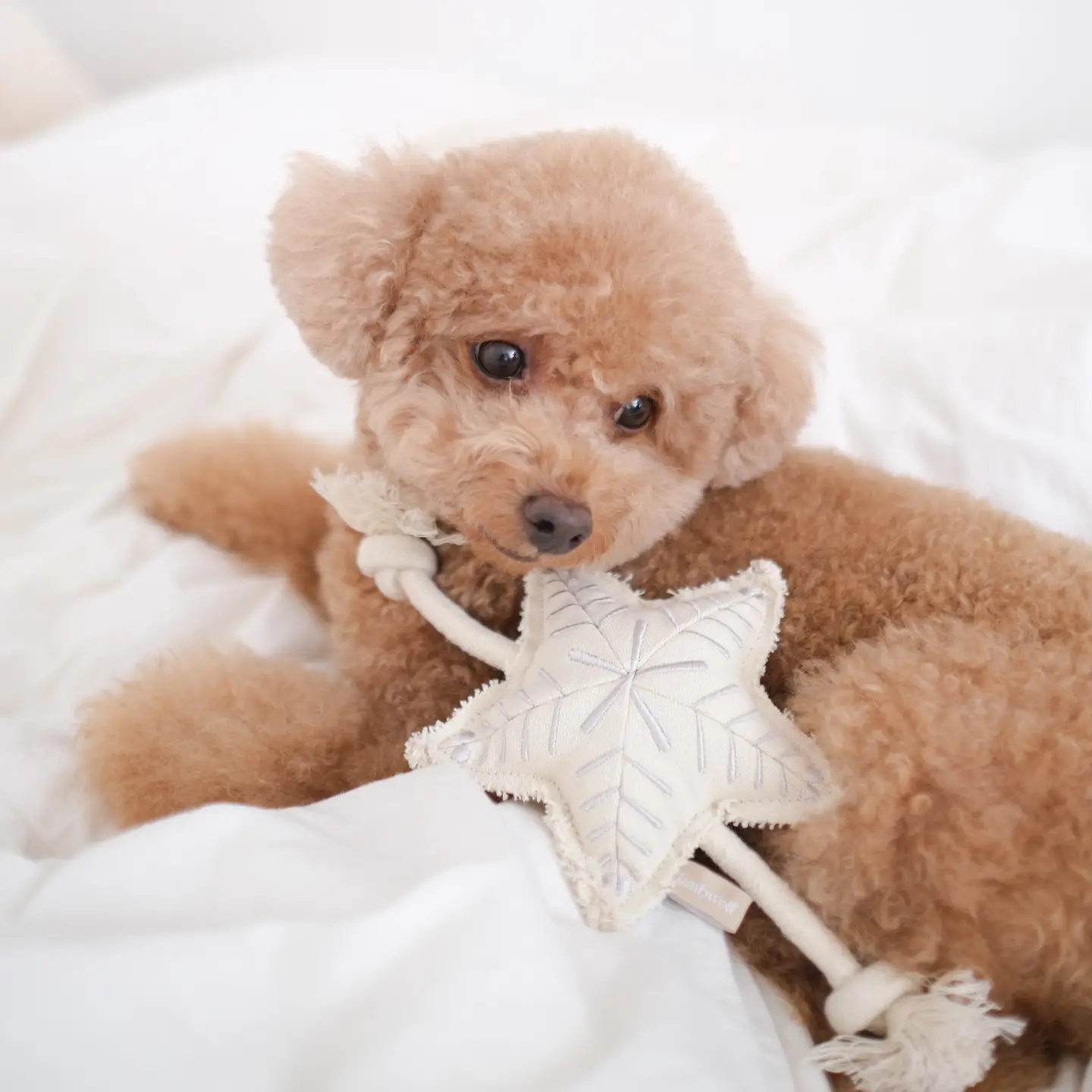 Peluche Étoile de Noël