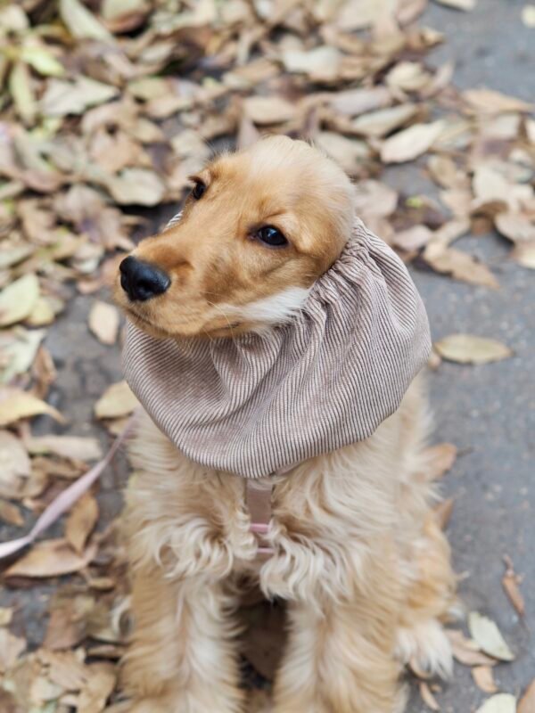 Snood en velours côtelé Beige