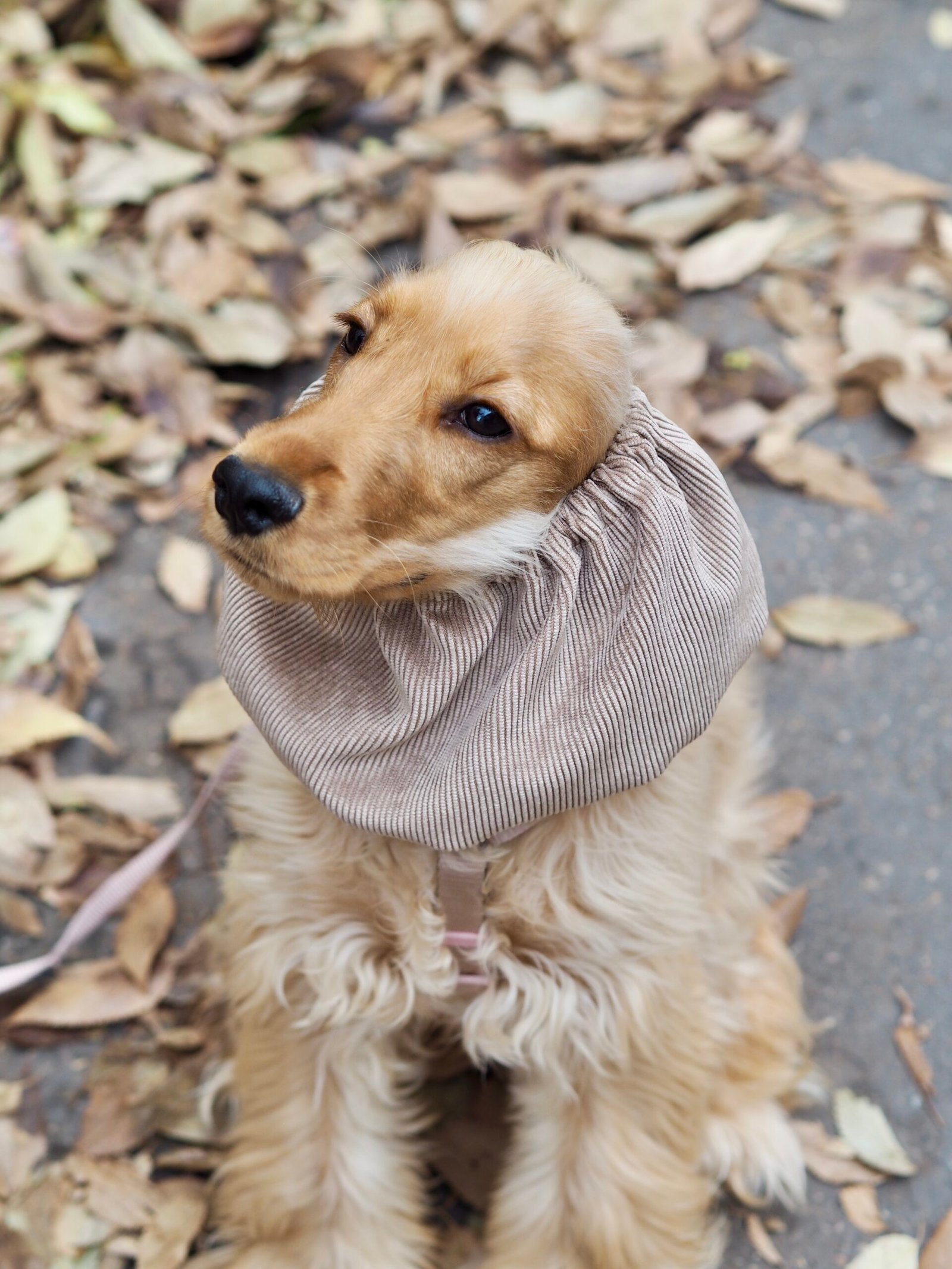 Snood en velours côtelé Beige