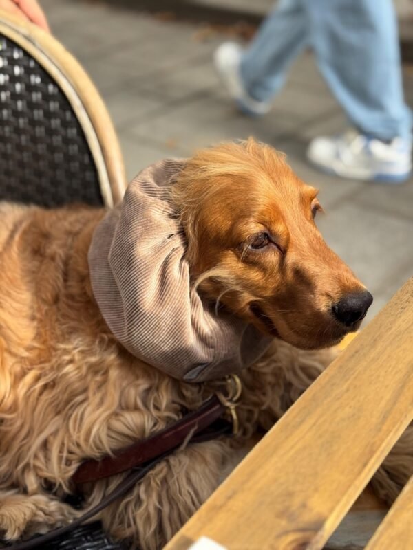 Snood en velours côtelé Beige – Image 2