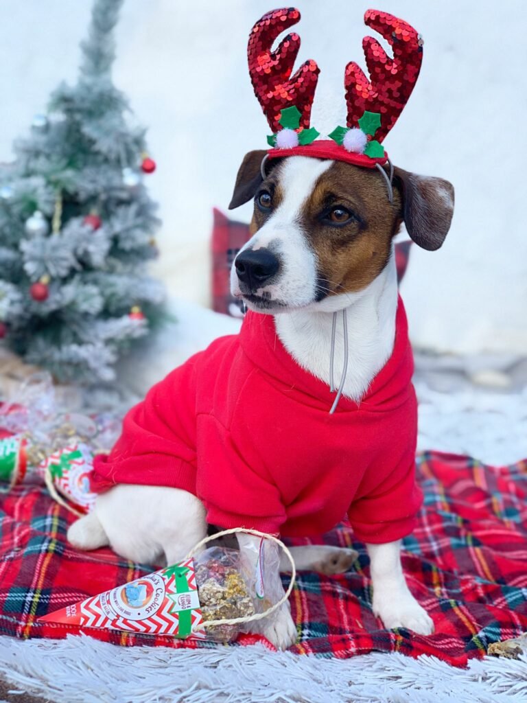 Boules de Noël au Poulet & Thon – Image 3