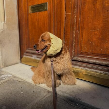 Snood en lin léger et respirant pour chien – Vichy jaune